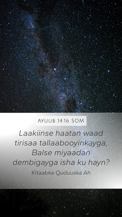 Ayuub 14:16 SOM Bible Verse Image