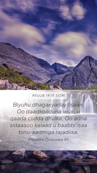 Ayuub 14:19 SOM Bible Verse Image