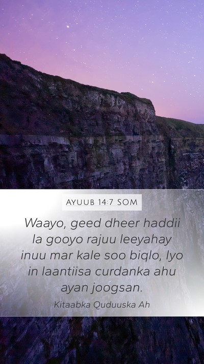 Ayuub 14:7 SOM Bible Verse Image