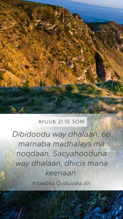 Ayuub 21:10 SOM Bible Verse Image