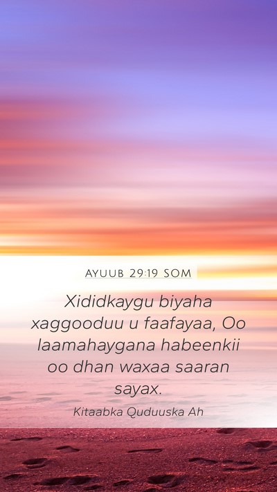 Ayuub 29:19 SOM Bible Verse Image