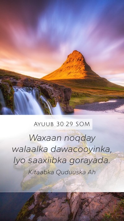 Ayuub 30:29 SOM Bible Verse Image