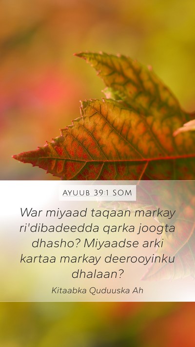 Ayuub 39:1 SOM Bible Verse Image