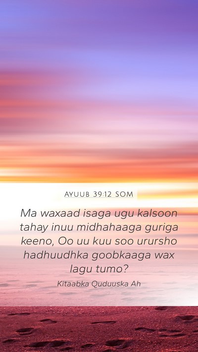 Ayuub 39:12 SOM Mobile Phone Wallpaper - Ma waxaad isaga ugu kalsoon tahay inuu midhahaaga - Mobile Bible Verse Wallpaper