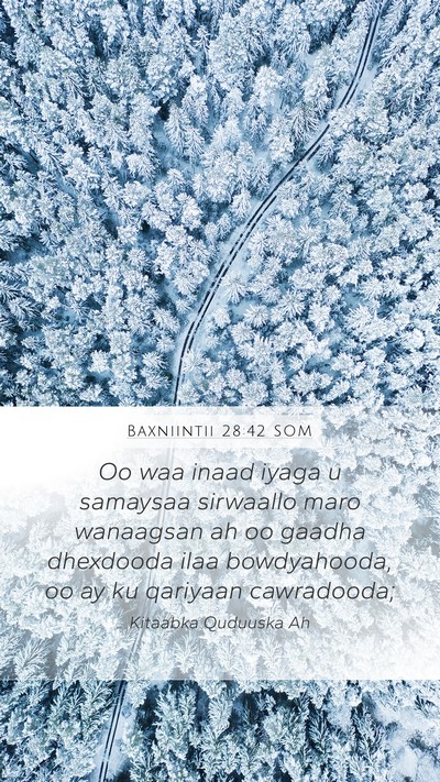 Baxniintii 28:42 SOM Bible Verse Image