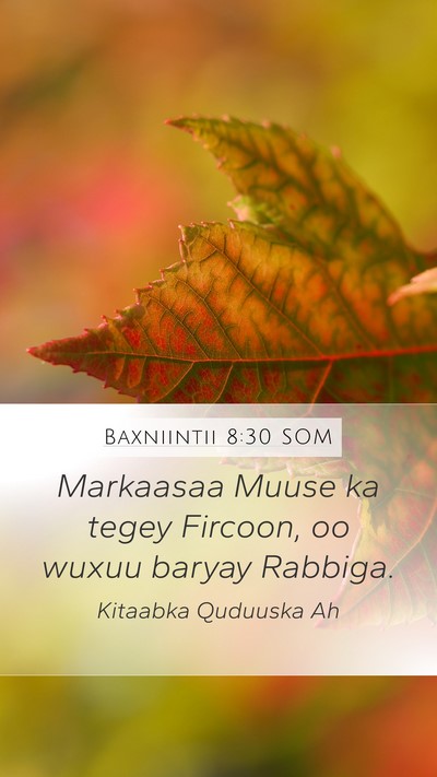 Baxniintii 8:30 SOM Bible Verse Image