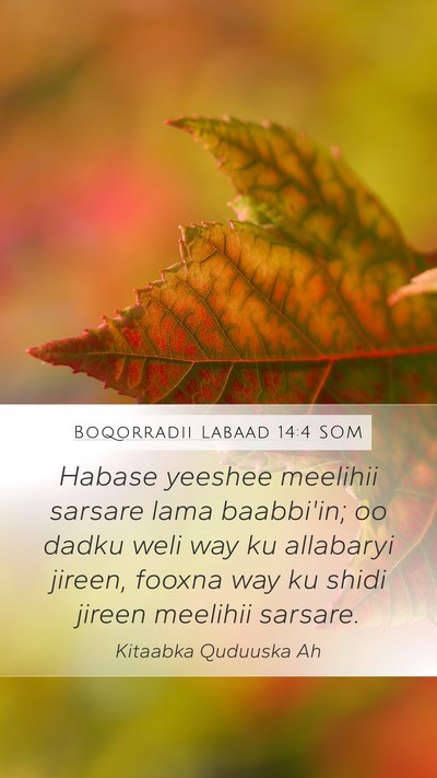Boqorradii Labaad 14:4 SOM Bible Verse Image
