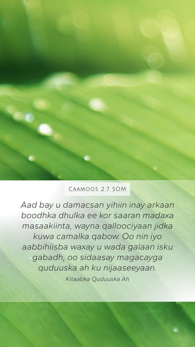 Caamoos 2:7 SOM Bible Verse Image