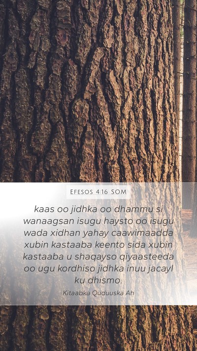 Efesos 4:16 SOM Bible Verse Image