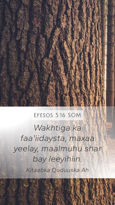 Efesos 5:16 SOM Bible Verse Image