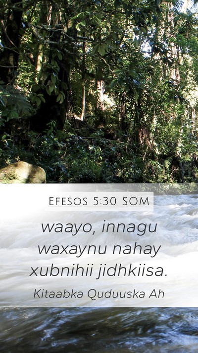 Efesos 5:30 SOM Bible Verse Image
