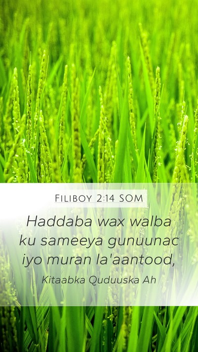 Filiboy 2:14 SOM Bible Verse Image