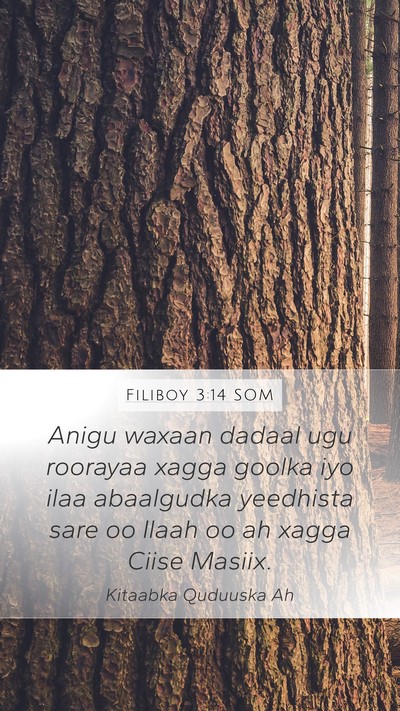 Filiboy 3:14 SOM Bible Verse Image
