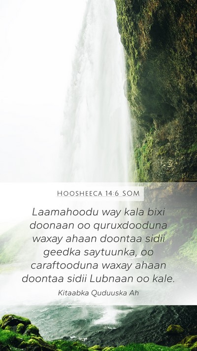 Hoosheeca 14:6 SOM Bible Verse Image