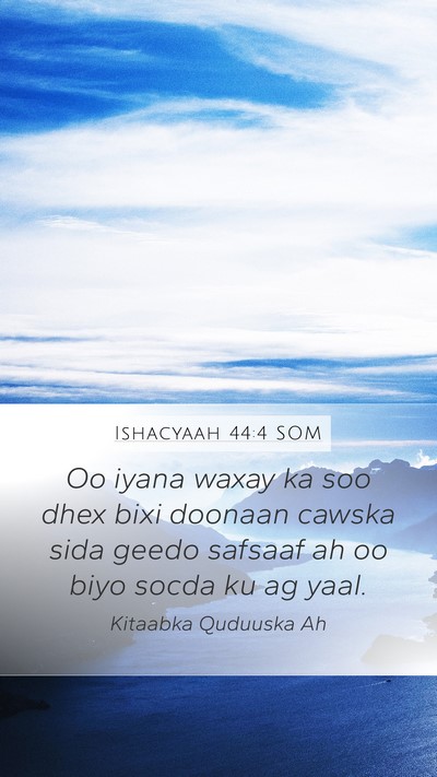 Ishacyaah 44:4 SOM Bible Verse Image