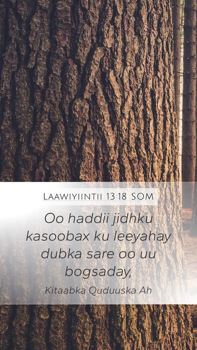 Laawiyiintii 13:18 SOM Mobile Phone Wallpaper - Oo haddii jidhku kasoobax ku leeyahay dubka sare - Mobile Bible Verse Wallpaper