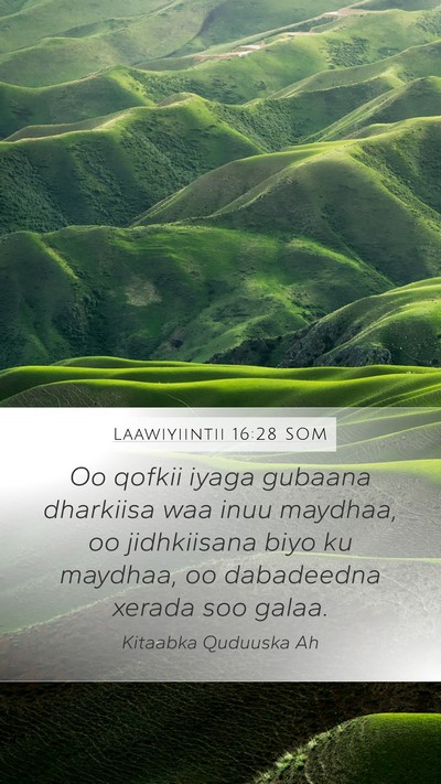 Laawiyiintii 16:28 SOM Bible Verse Image