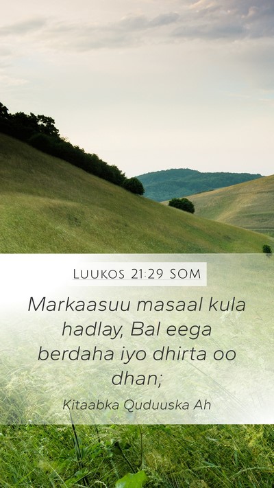 Luukos 21:29 SOM Bible Verse Image