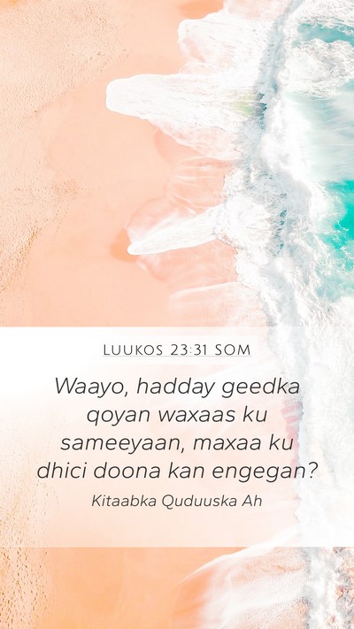 Luukos 23:31 SOM Bible Verse Image