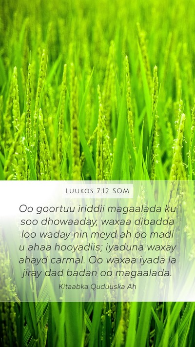 Luukos 7:12 SOM Mobile Phone Wallpaper - Oo goortuu iriddii magaalada ku soo dhowaaday, - Mobile Bible Verse Wallpaper