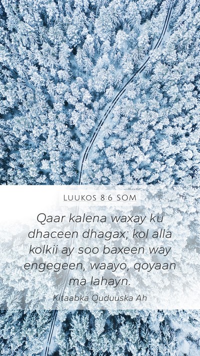 Luukos 8:6 SOM Mobile Phone Wallpaper - Qaar kalena waxay ku dhaceen dhagax; kol alla - Mobile Bible Verse Wallpaper