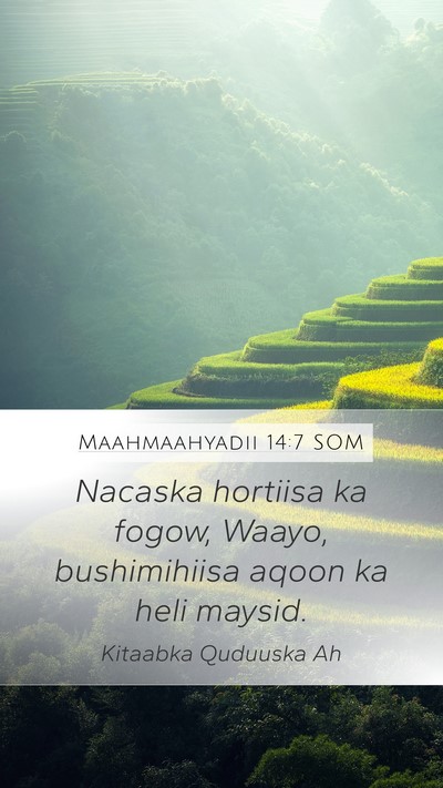 Maahmaahyadii 14:7 SOM Bible Verse Image
