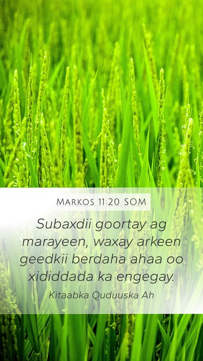 Markos 11:20 SOM Mobile Phone Wallpaper - Subaxdii goortay ag marayeen, waxay arkeen - Mobile Bible Verse Wallpaper