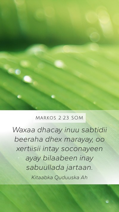 Markos 2:23 SOM Bible Verse Image