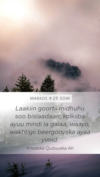 Markos 4:29 SOM Bible Verse Image