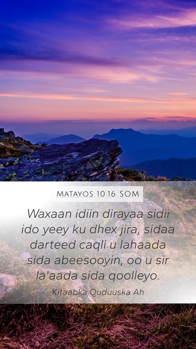Matayos 10:16 SOM Bible Verse Image