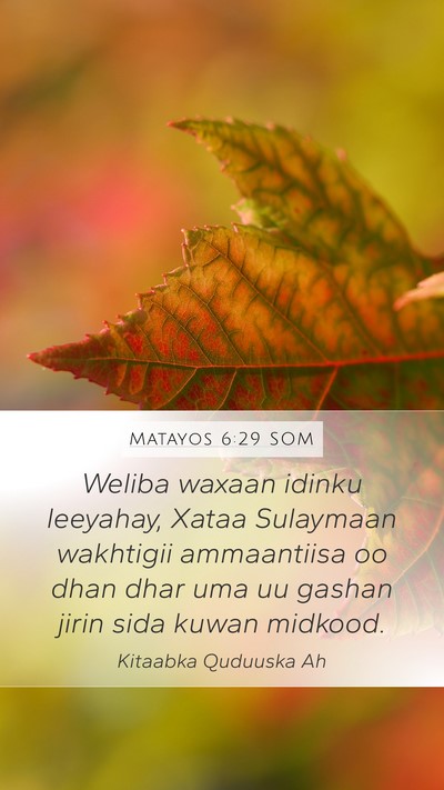Matayos 6:29 SOM Bible Verse Image
