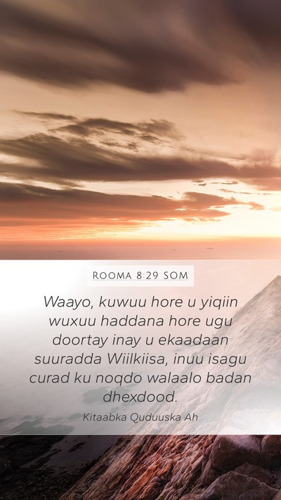 Rooma 8:29 SOM Bible Verse Image
