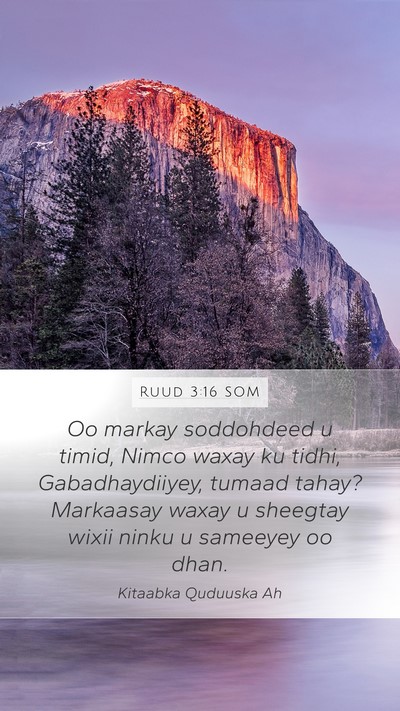 Ruud 3:16 SOM Mobile Phone Wallpaper - Oo markay soddohdeed u timid, Nimco waxay ku - Mobile Bible Verse Wallpaper