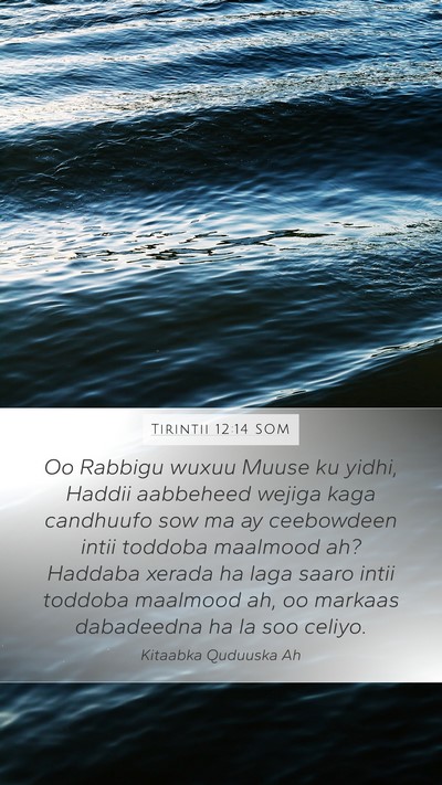 Tirintii 12:14 SOM Bible Verse Image