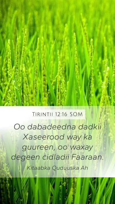 Tirintii 12:16 SOM Bible Verse Image
