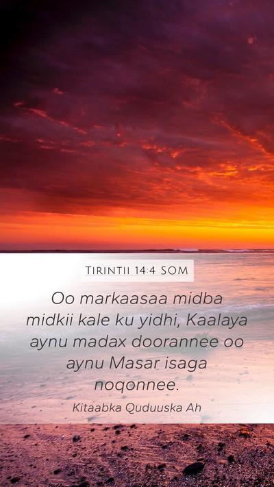 Tirintii 14:4 SOM Bible Verse Image