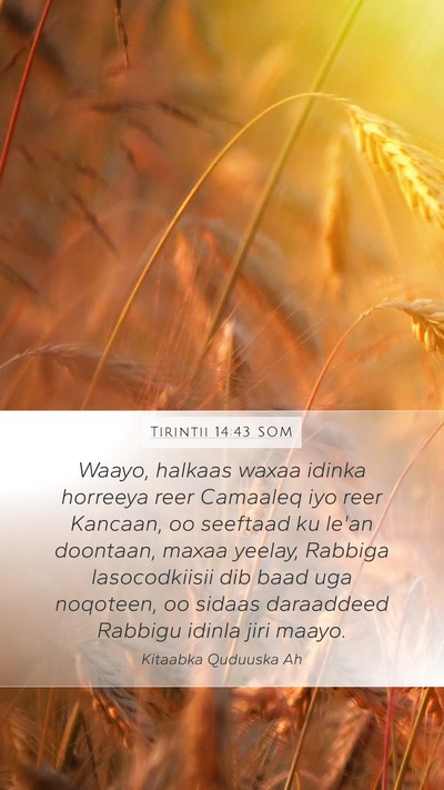 Tirintii 14:43 SOM Mobile Phone Wallpaper - Waayo, halkaas waxaa idinka horreeya reer - Mobile Bible Verse Wallpaper