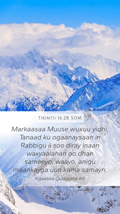 Tirintii 16:28 SOM Mobile Phone Wallpaper - Markaasaa Muuse wuxuu yidhi, Tanaad ku - Mobile Bible Verse Wallpaper