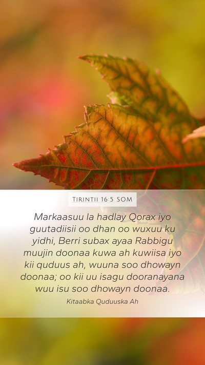 Tirintii 16:5 SOM Bible Verse Image
