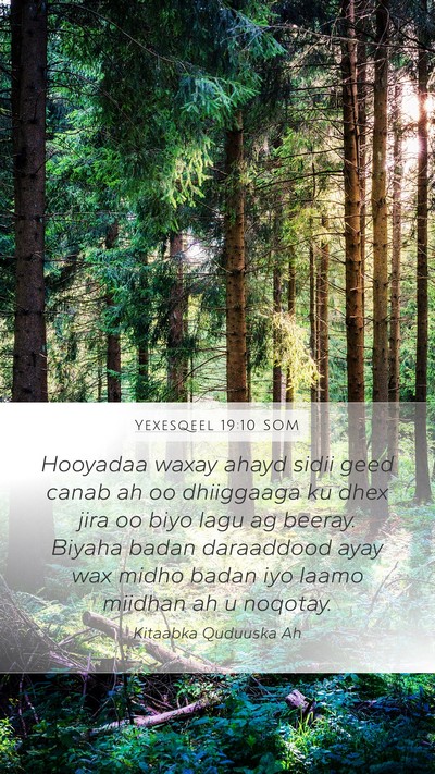 Yexesqeel 19:10 SOM Bible Verse Image